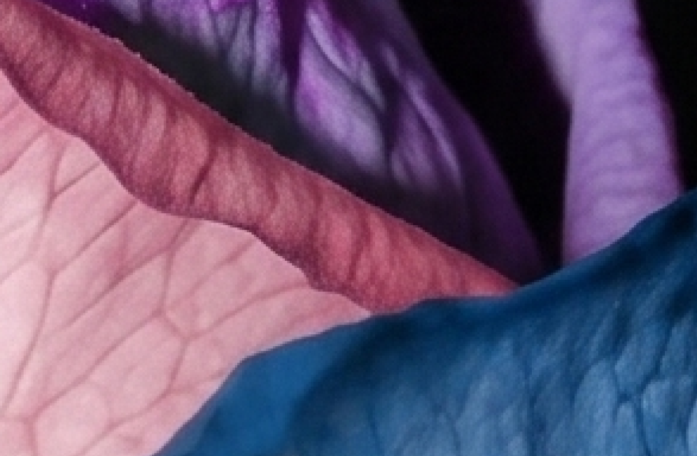 fleur slide 3